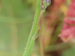 Hypochaeris radicata