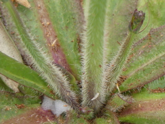 Hypochaeris radicata