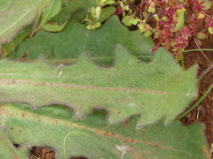 Hypochaeris radicata