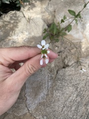 Diplotaxis erucoides
