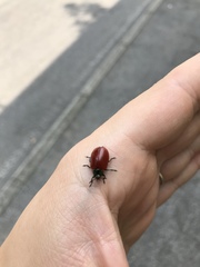 Chrysomela populi