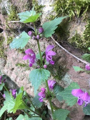 Lamium maculatum