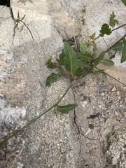 Diplotaxis erucoides