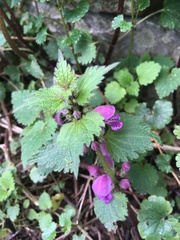 Lamium maculatum