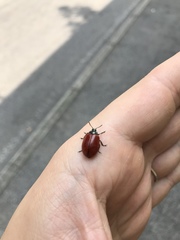 Chrysomela populi