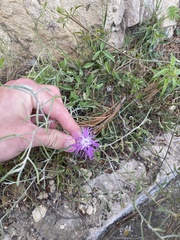 Centaurea aspera