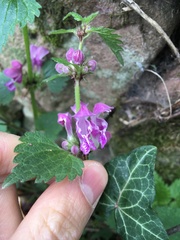 Lamium maculatum