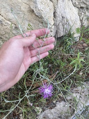 Centaurea aspera