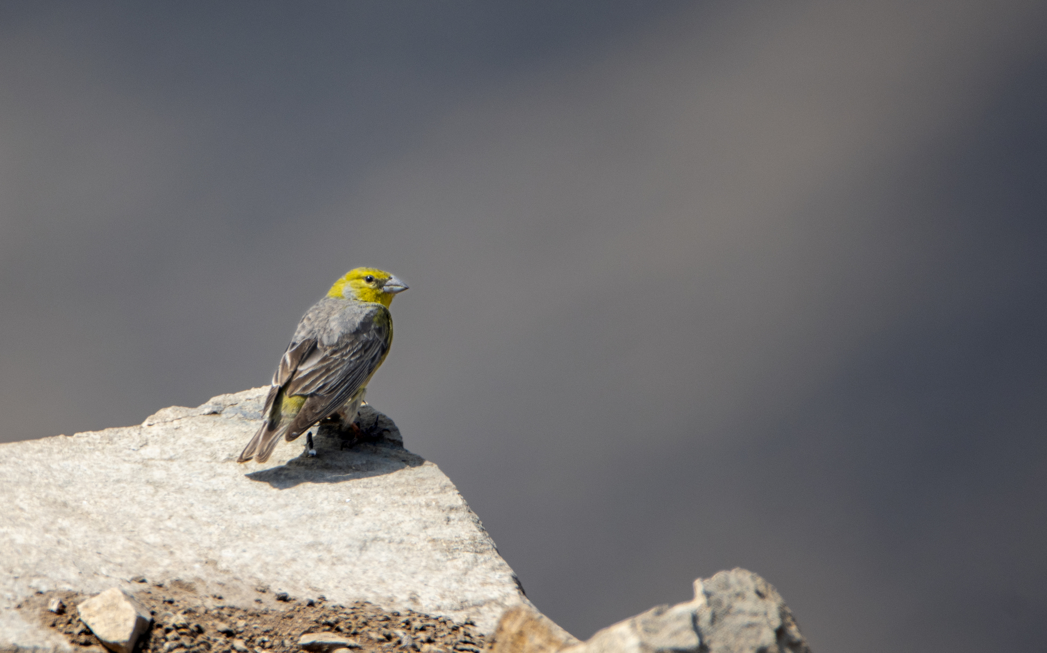 Raimondi's Yellow Finch (Sicalis raimondii), photo 6