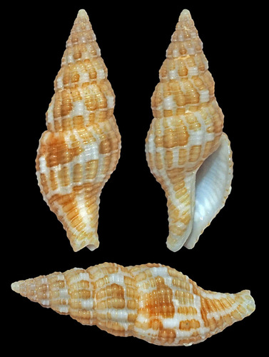 Pisania gracilis observed 2010-06-28