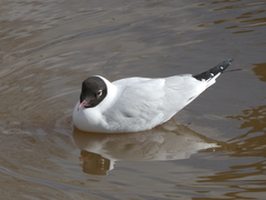 Chroicocephalus ridibundus