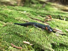 Plethodon jordani