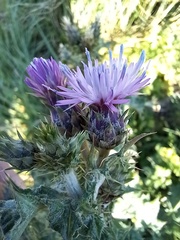 Carduus