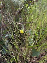 Calochortus pulchellus