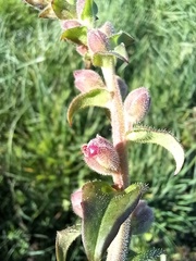 Antirrhinum majus