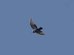 Columba oenas