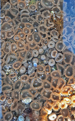 Palythoa grandiflora