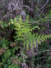 Pteridium aquilinum