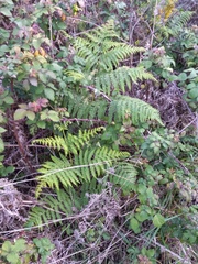 Pteridium aquilinum