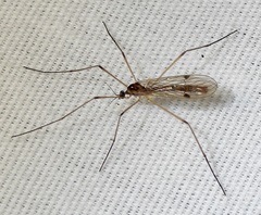 Teucholabis complexa