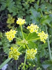 Smyrnium olusatrum