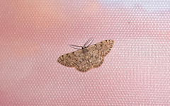 Scopula asellaria