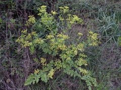 Smyrnium olusatrum