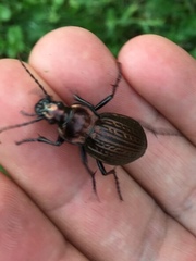 Carabus ulrichii