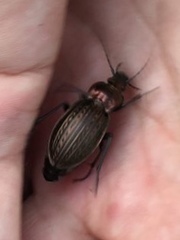 Carabus ulrichii
