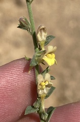 Nanorrhinum acerbianum