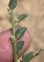 Nanorrhinum acerbianum