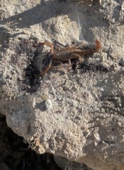 Serradigitus wupatkiensis