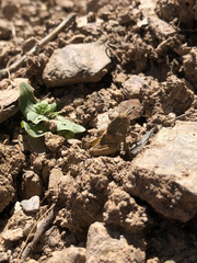 Ocnerodes fallaciosus