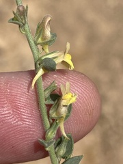 Nanorrhinum acerbianum