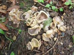 Sarcosphaera coronaria