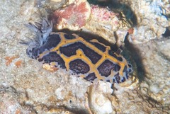 Halgerda wasinensis