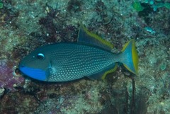 Xanthichthys auromarginatus