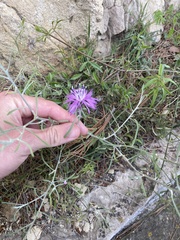 Centaurea aspera