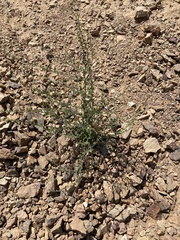 Nanorrhinum acerbianum