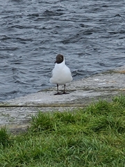 Chroicocephalus ridibundus