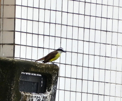 Pitangus sulphuratus