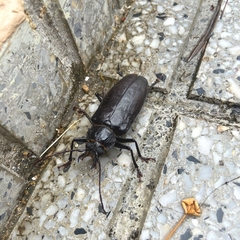 Stenodontes exsertus