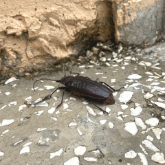 Stenodontes exsertus