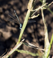 Lestes pallidus