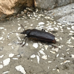 Stenodontes exsertus