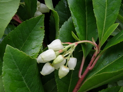 Arbutus unedo