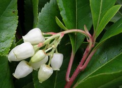 Arbutus unedo