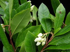 Arbutus unedo