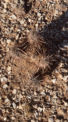 Echinocereus engelmannii