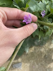 Malva multiflora